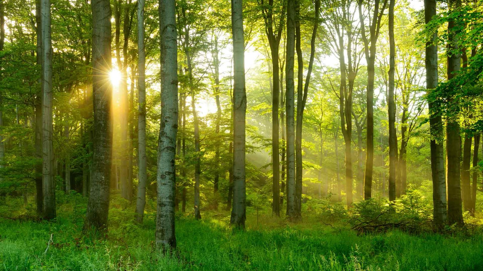 Healthy woodland canopy